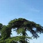 Chateau Les Cedres 4* Bretteville-l'Orgueilleuse
