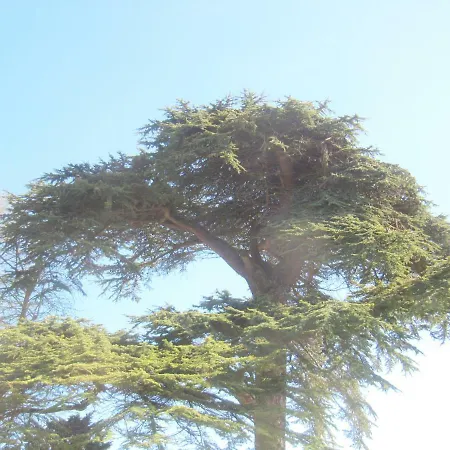 Chateau Les Cedres Frühstückspension Bretteville-l'Orgueilleuse