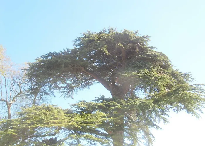 Chateau Les Cedres Отель типа 